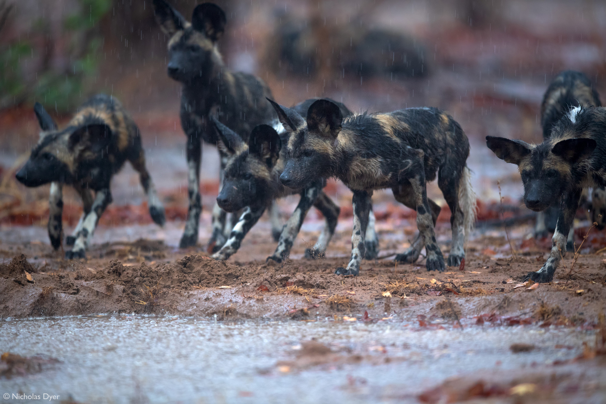 Fading Dynasties. - Hyena dog, Canines, Predatory animals, Wild animals, wildlife, National park, Rare view, Africa, Puppies, Longpost, Text, The photo