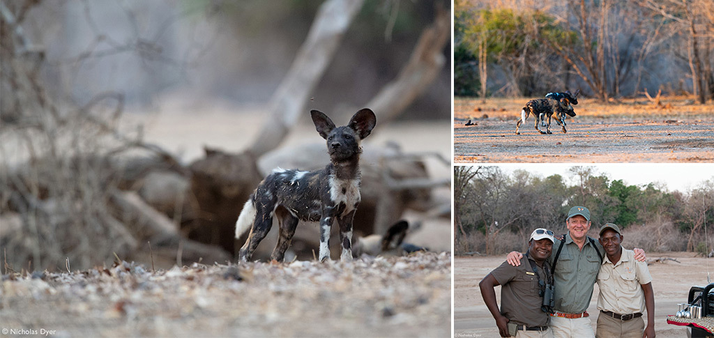 Fading Dynasties. - Hyena dog, Canines, Predatory animals, Wild animals, wildlife, National park, Rare view, Africa, Puppies, Longpost, Text, The photo