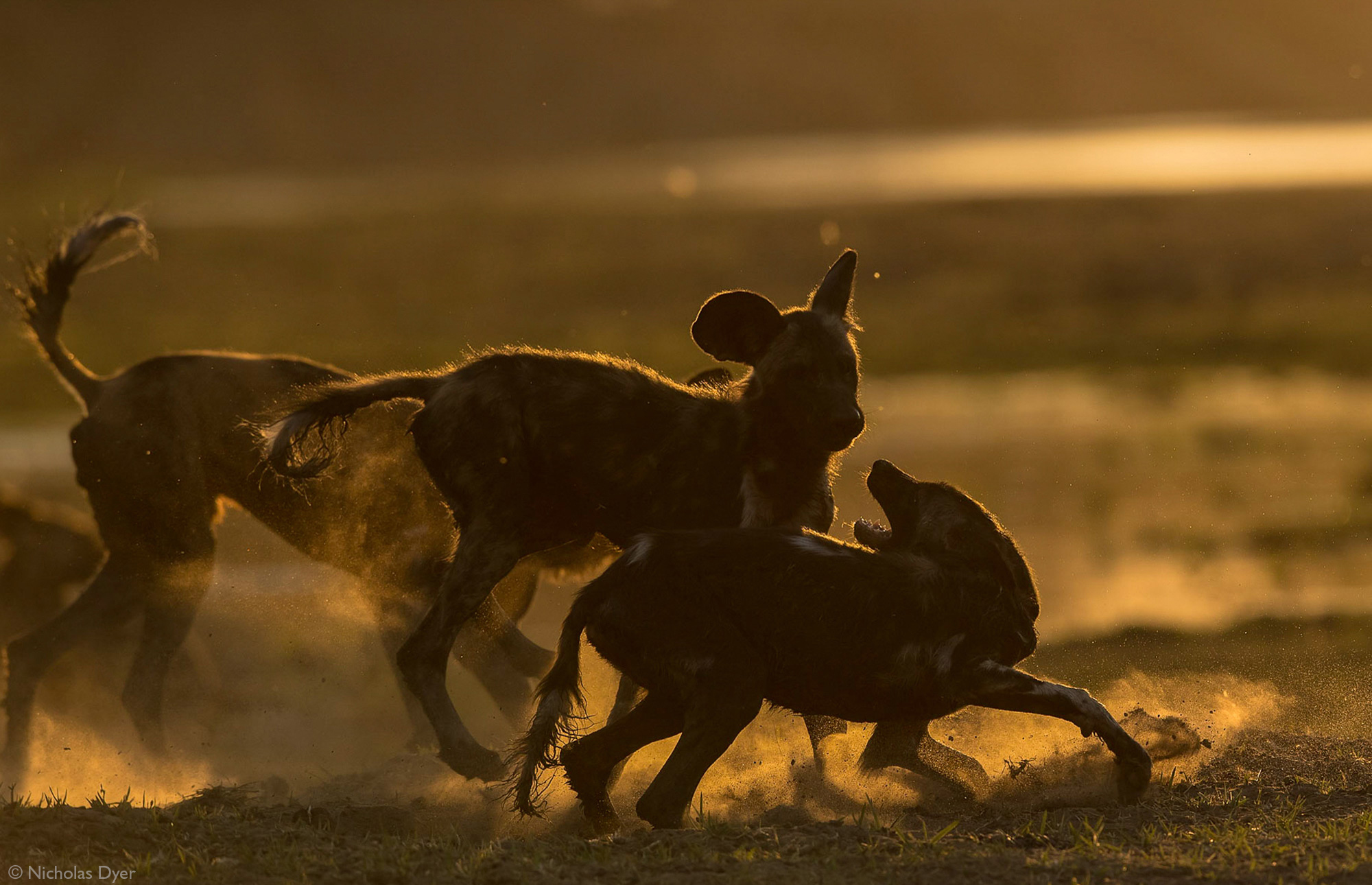 Fading Dynasties. - Hyena dog, Canines, Predatory animals, Wild animals, wildlife, National park, Rare view, Africa, Puppies, Longpost, Text, The photo