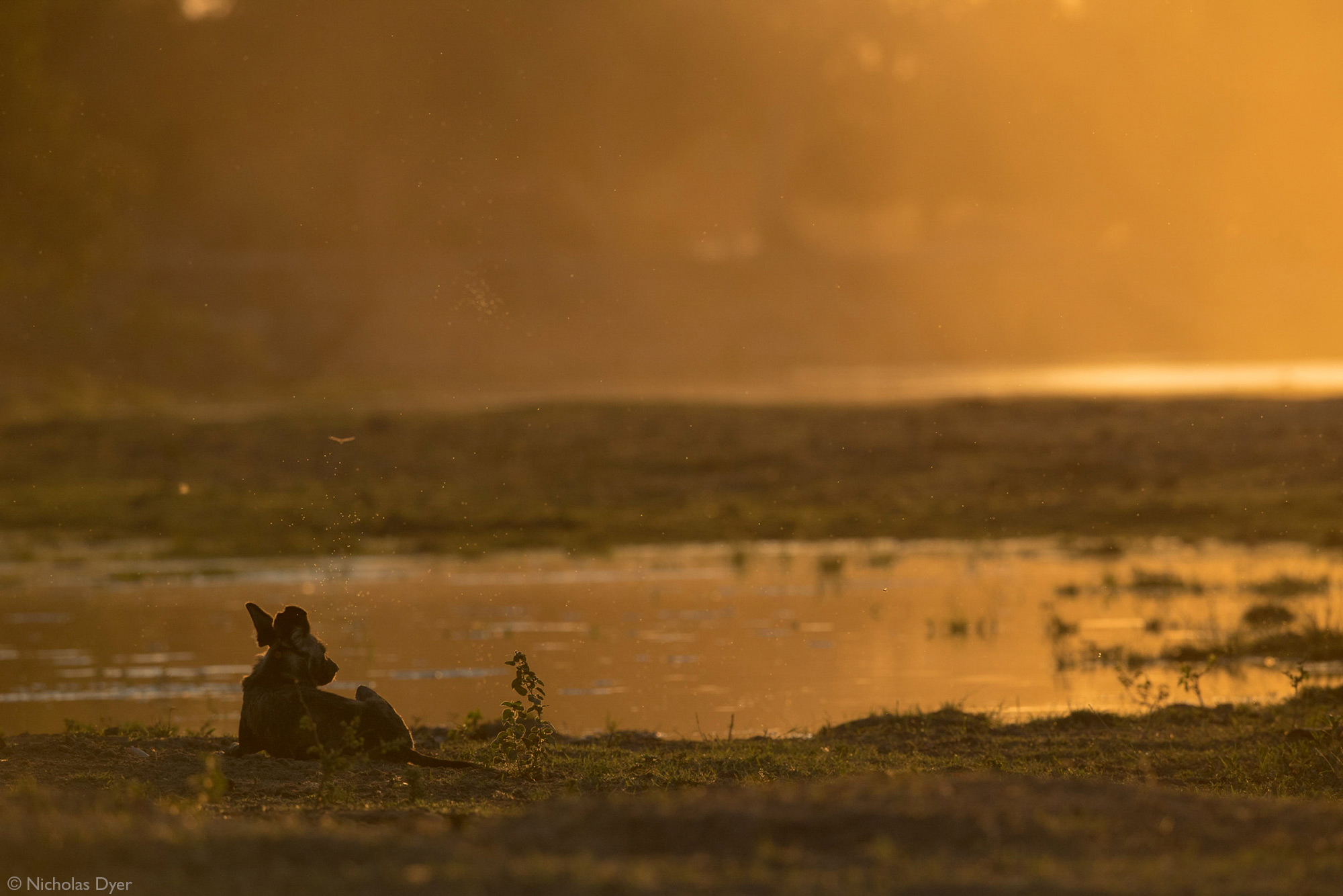 Fading Dynasties. - Hyena dog, Canines, Predatory animals, Wild animals, wildlife, National park, Rare view, Africa, Puppies, Longpost, Text, The photo