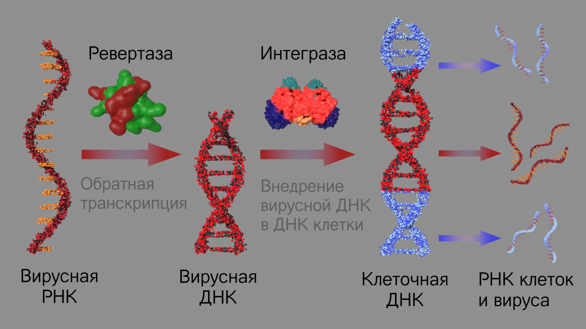 Процесс переписывания с днк на днк