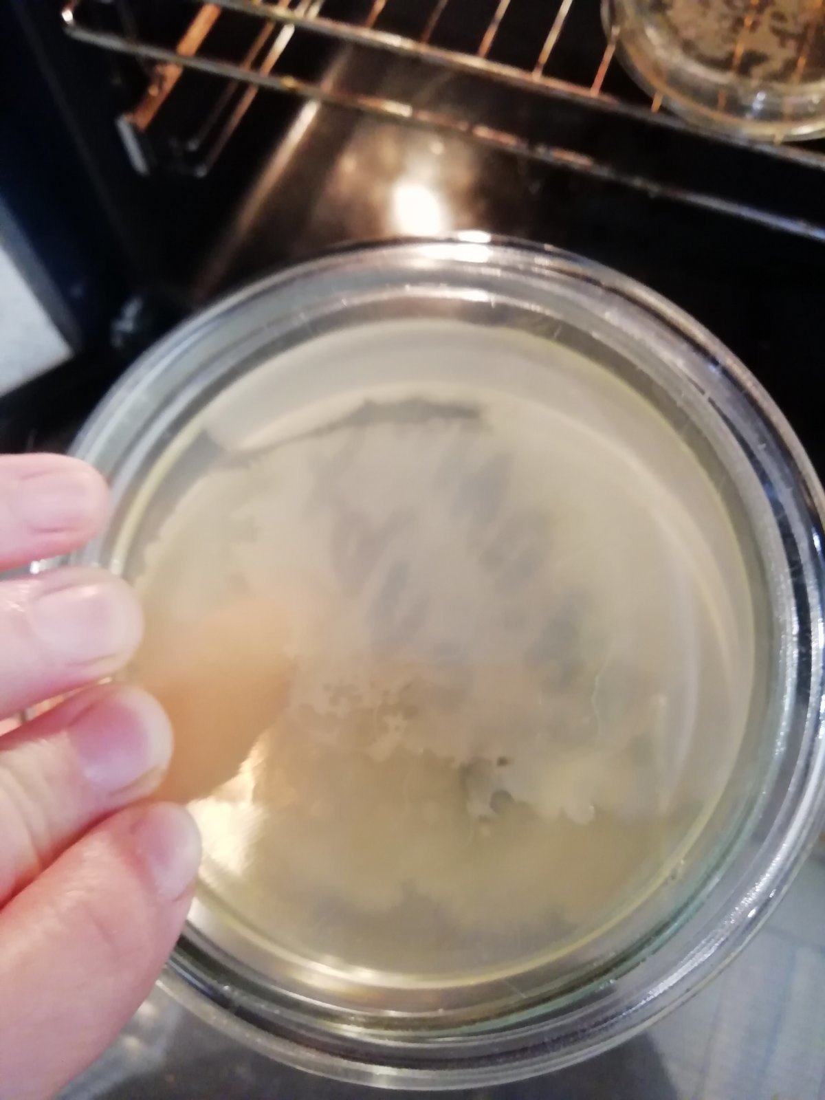 Help define - My, Petri dish, Microbiology, Longpost