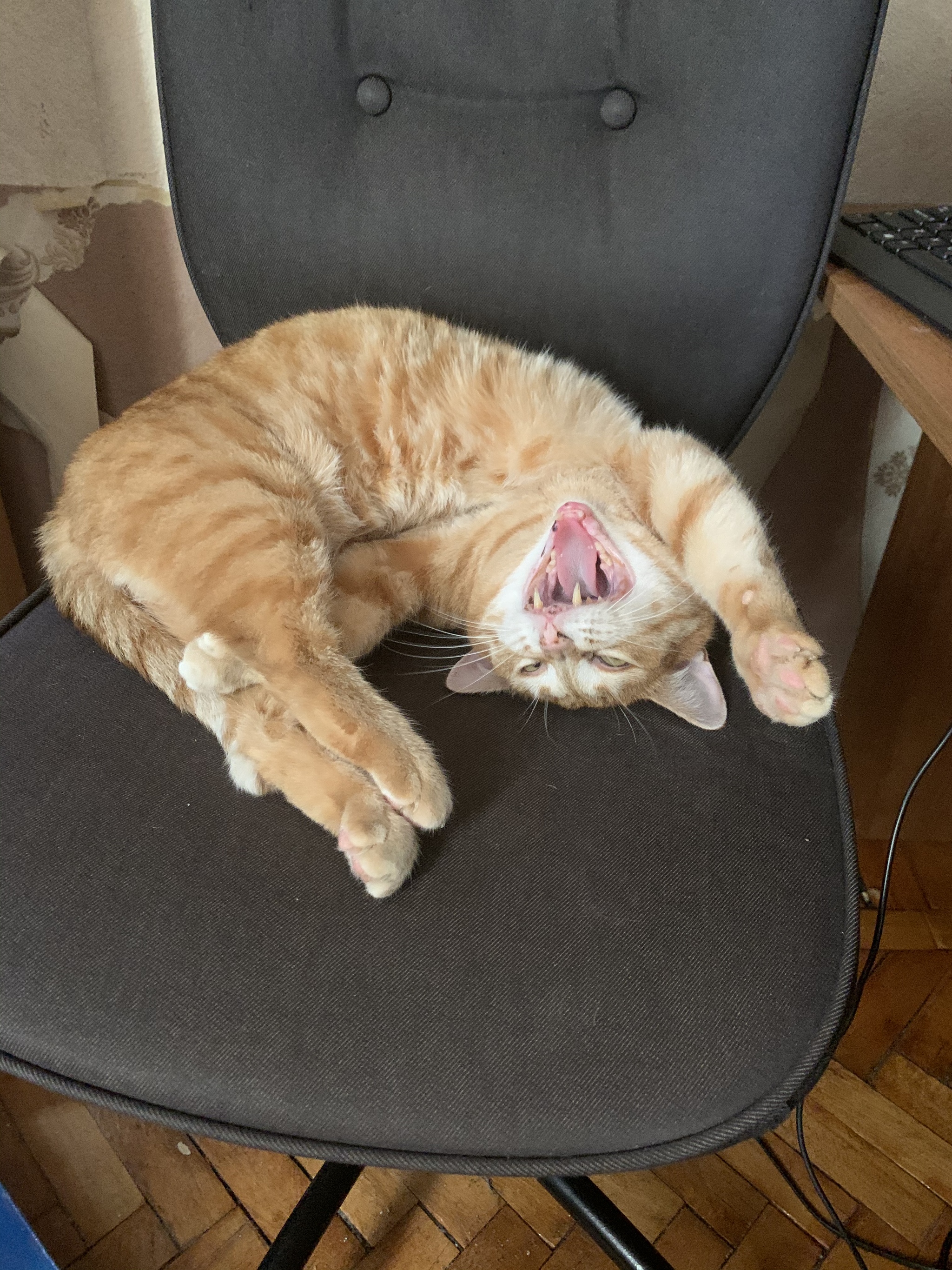 Fat cat - My, The photo, cat, Yawn, Redheads