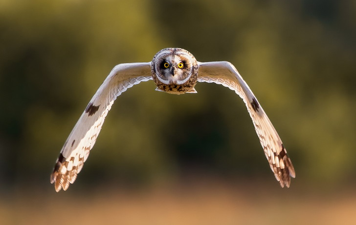 flight geometry - Swamp owl, Owls, Birds, Predator birds, The photo, Flight, Informative, Wings, Around the world, beauty of nature, Geometry, Great Britain, Photographer, Whether, Yorkshire, Wild animals, wildlife, Valuable personnel, Ornithology League, Longpost