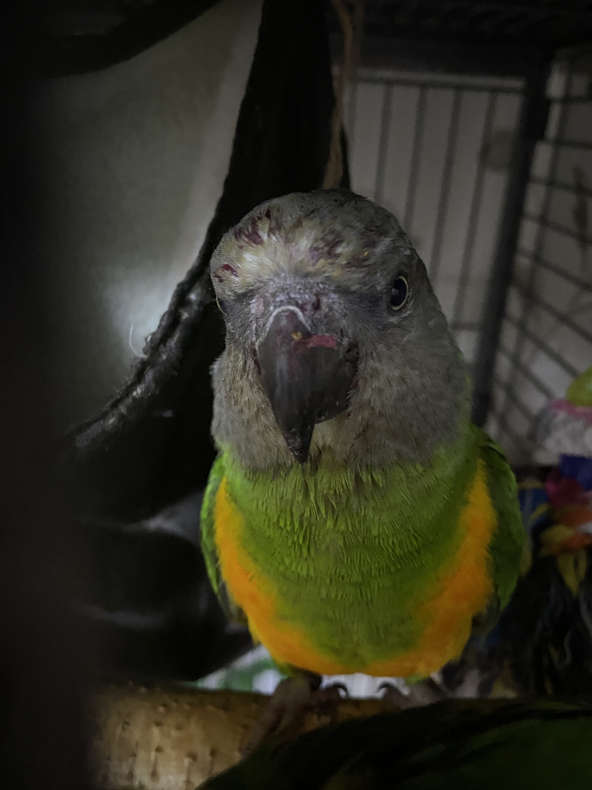 Little killer - My, Senegal parrot, A parrot, Birds