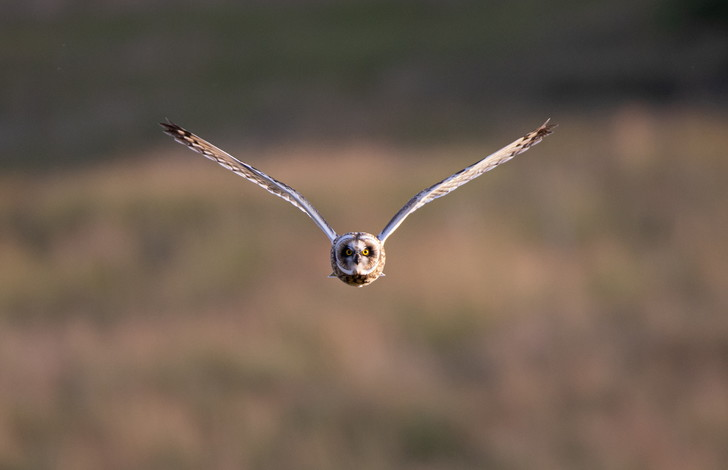 flight geometry - Swamp owl, Owls, Birds, Predator birds, The photo, Flight, Informative, Wings, Around the world, beauty of nature, Geometry, Great Britain, Photographer, Whether, Yorkshire, Wild animals, wildlife, Valuable personnel, Ornithology League, Longpost