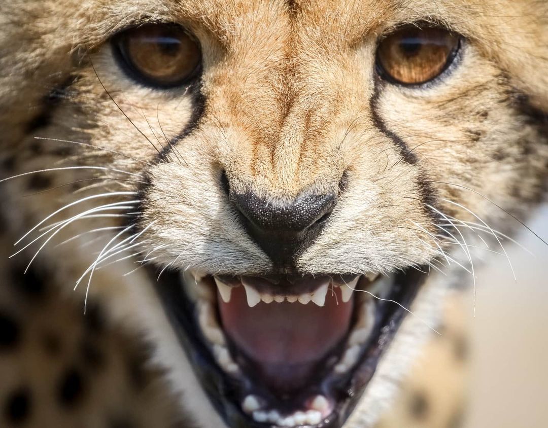 I'm not a kitty, but a predator! - Cheetah, Small cats, Cat family, Predatory animals, Wild animals, wildlife, Reserves and sanctuaries, South Africa, The photo