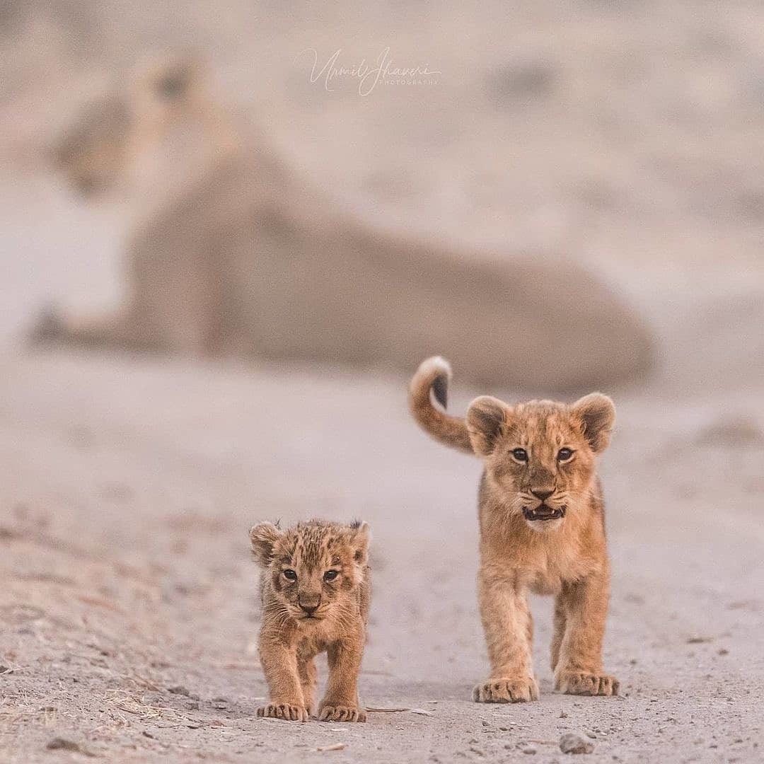 Photographer, do you see our mother? - a lion, Lion cubs, Big cats, Cat family, Predatory animals, Wild animals, wildlife, Africa, The photo, Young, Lioness