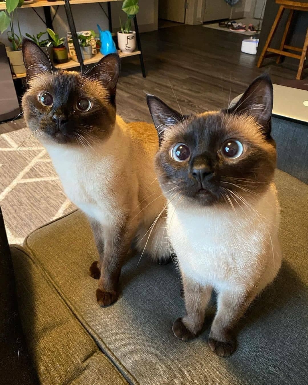 Siamese twins - cat, Longpost, Milota, Thai cat