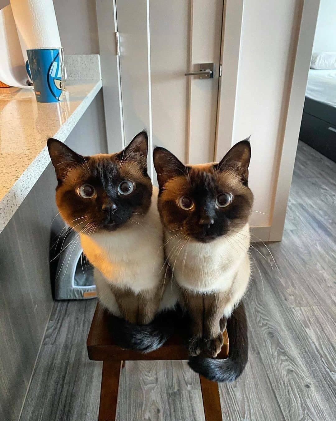 Siamese twins - cat, Longpost, Milota, Thai cat