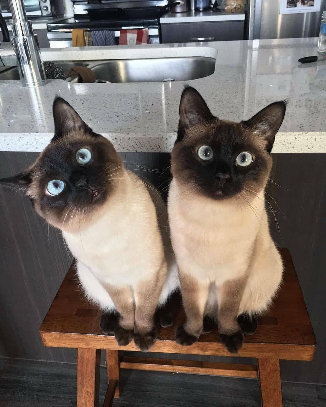 Siamese twins - cat, Longpost, Milota, Thai cat