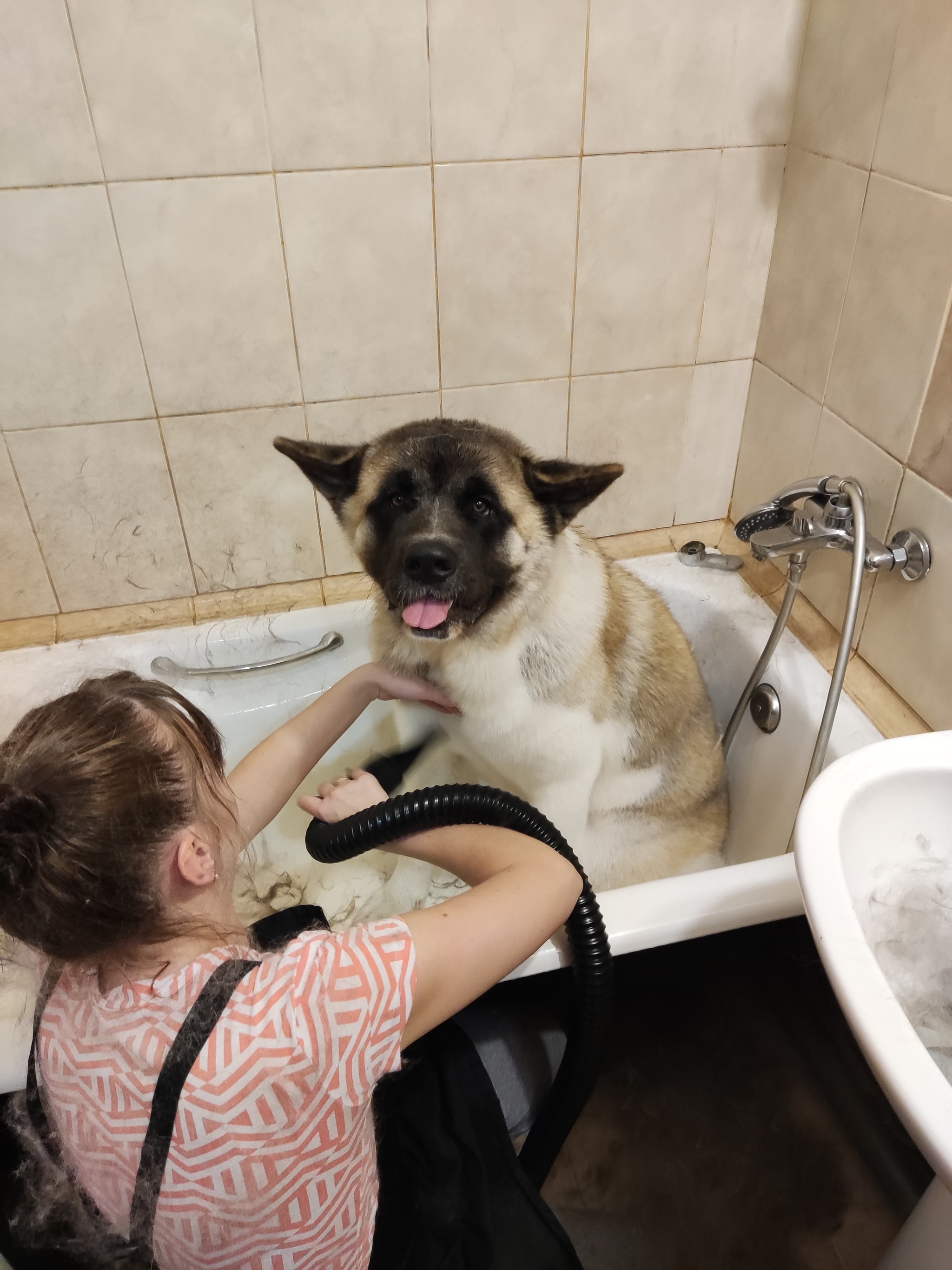 My friend is one year old - My, Dog, Friend, Birthday, American Akita, Longpost