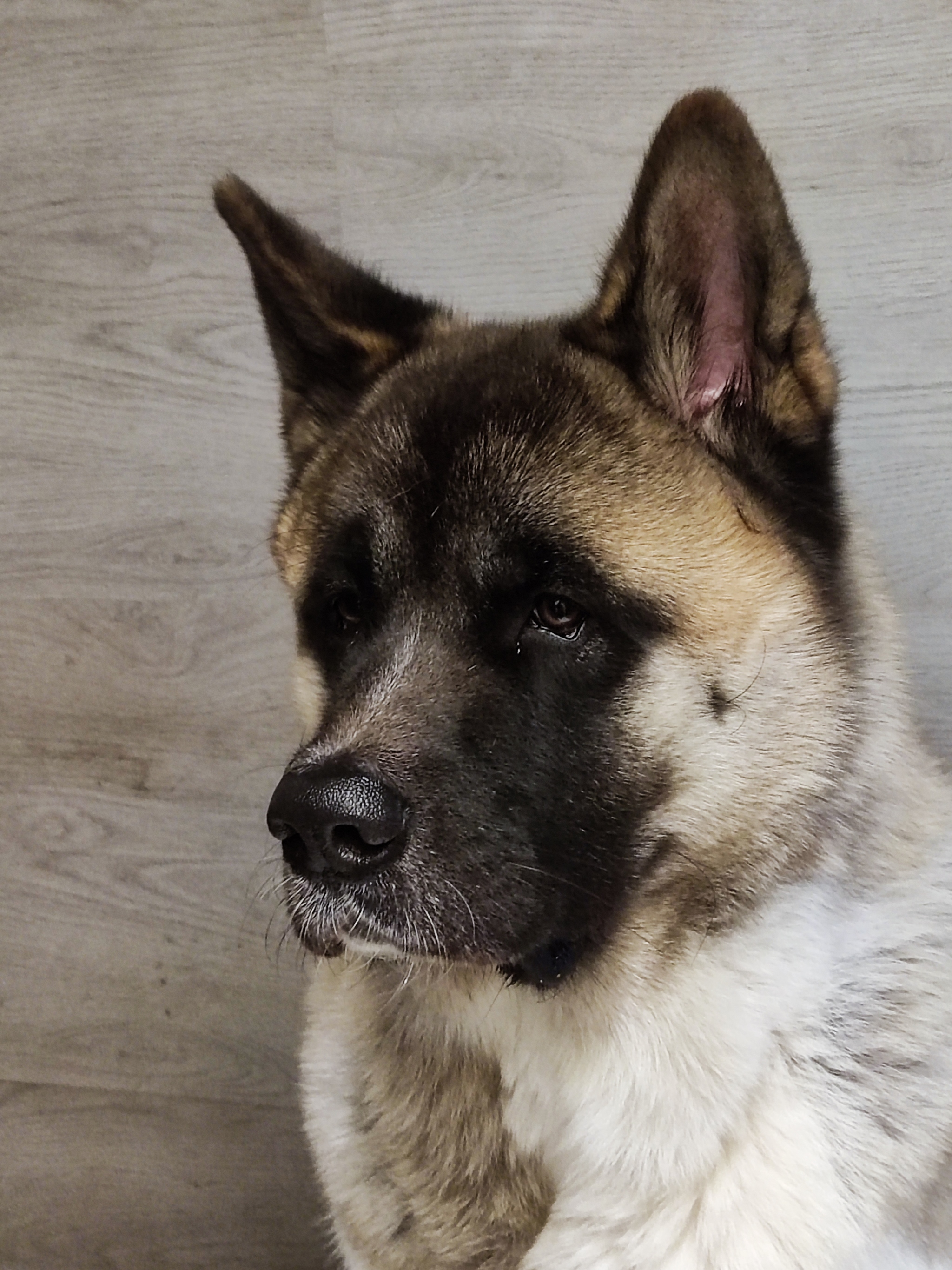 My friend is one year old - My, Dog, Friend, Birthday, American Akita, Longpost