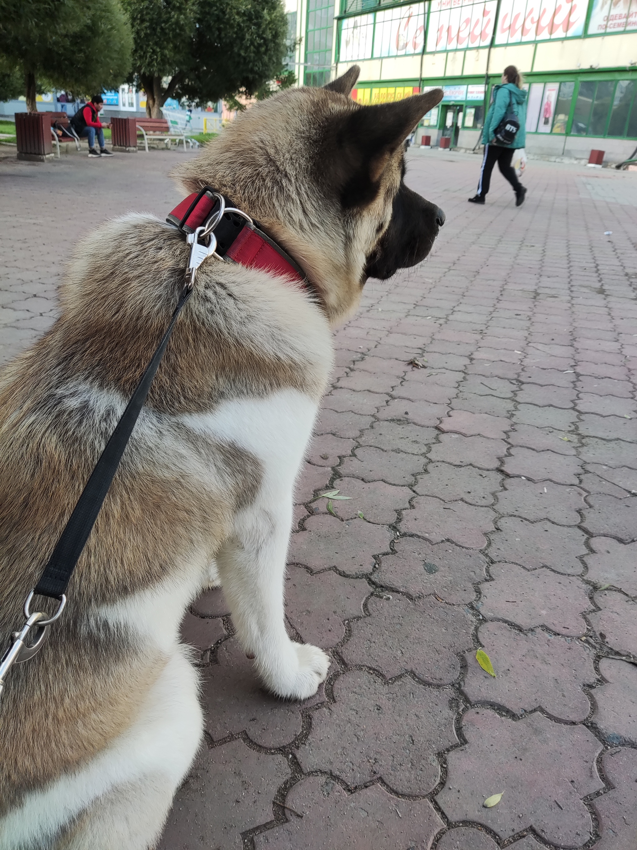 My friend is one year old - My, Dog, Friend, Birthday, American Akita, Longpost