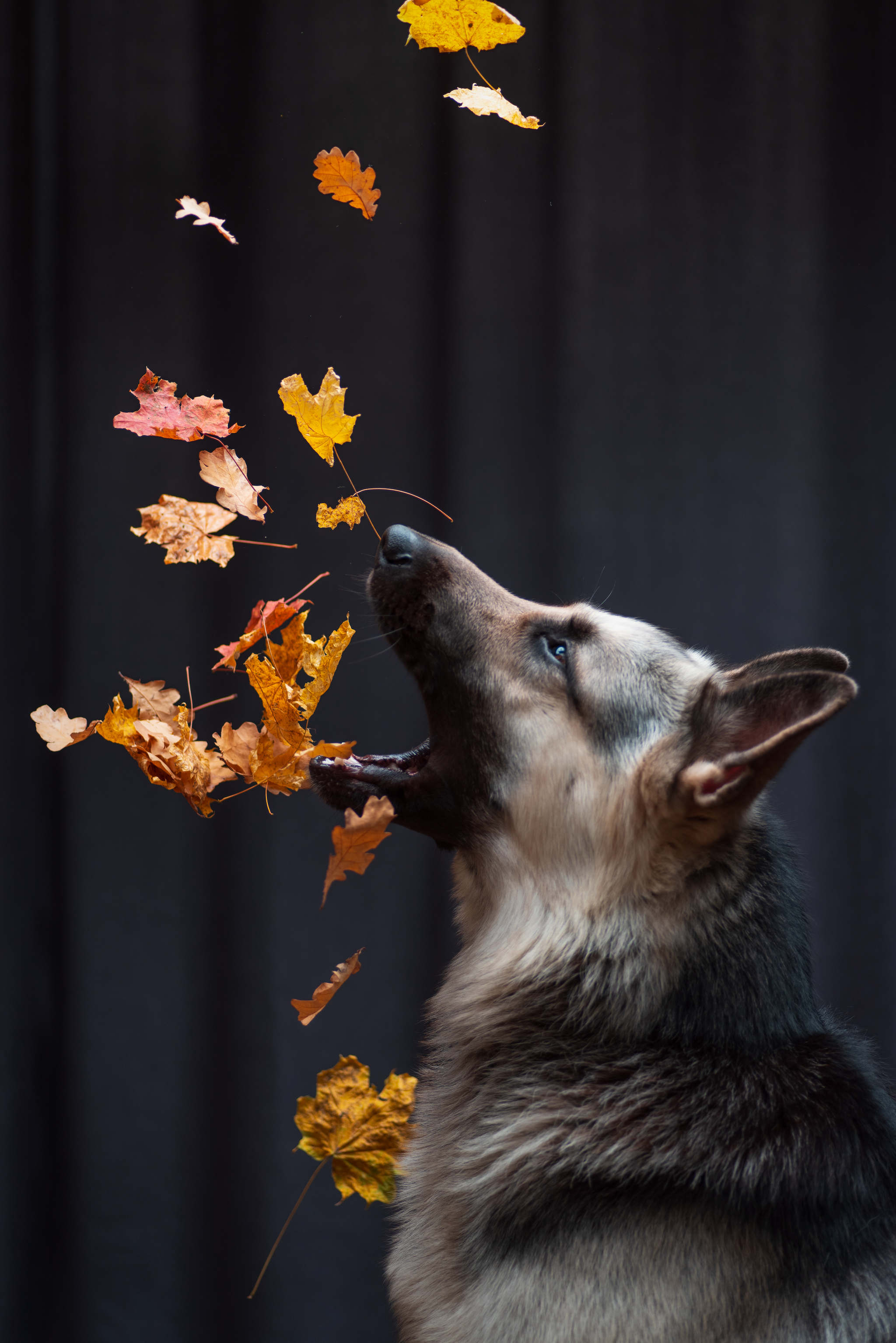 Autumn leaf fall - My, Dog, East European Shepherd, Autumn, Maple Leaf