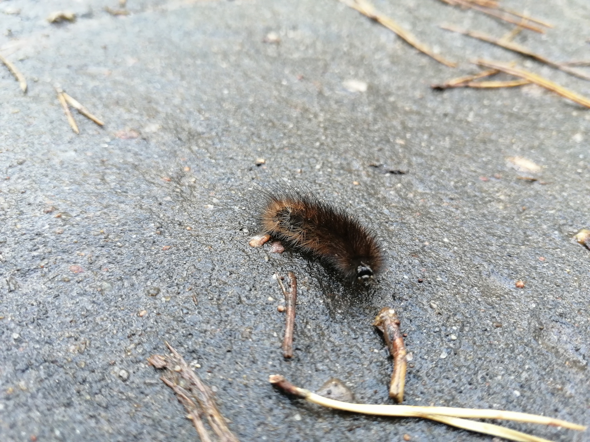 Little hero - My, Caterpillar, Road, Biology, Fluffy, Longpost, Insects