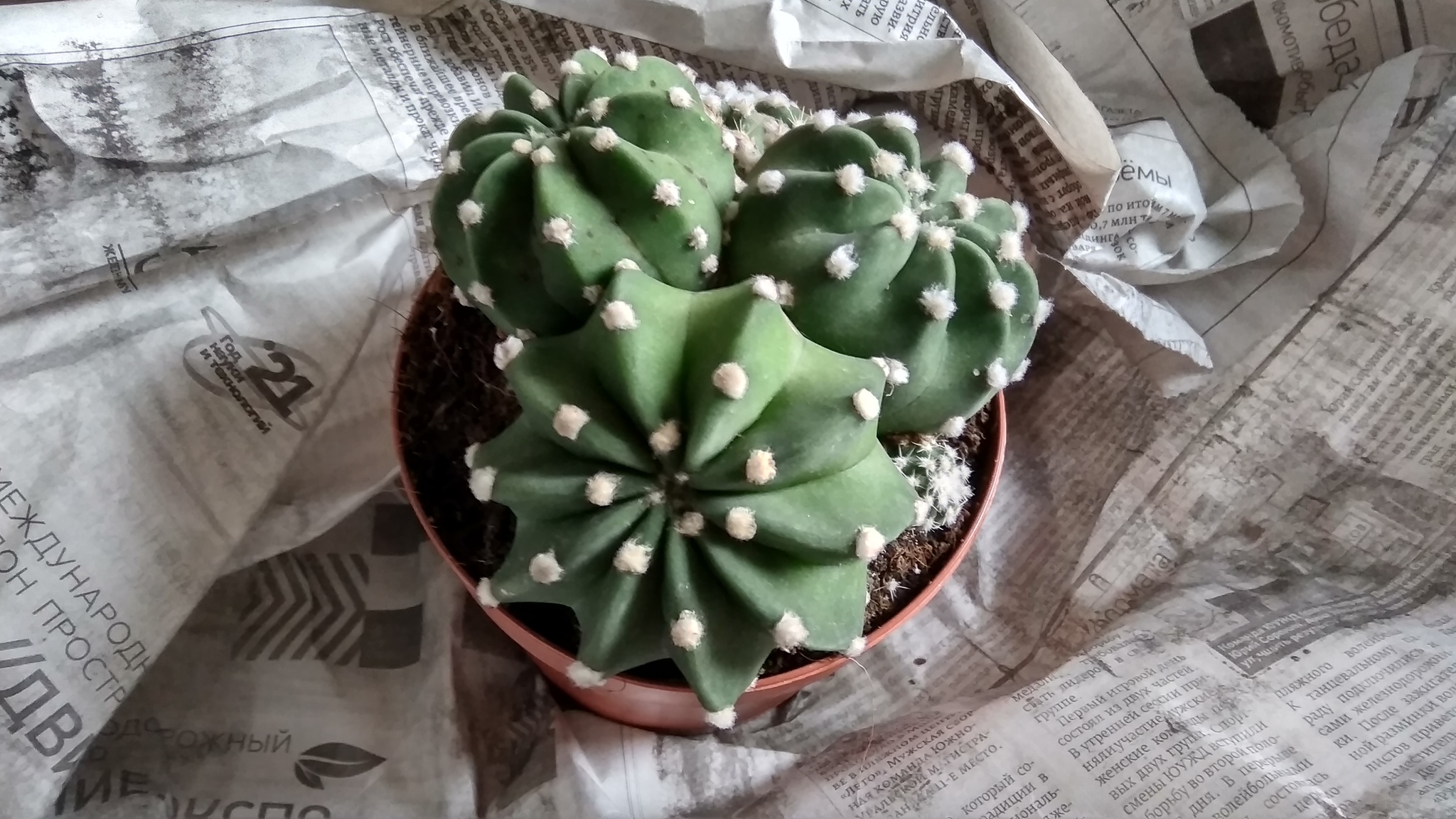 Спасаем Echinopsis Subdenudata | Пикабу