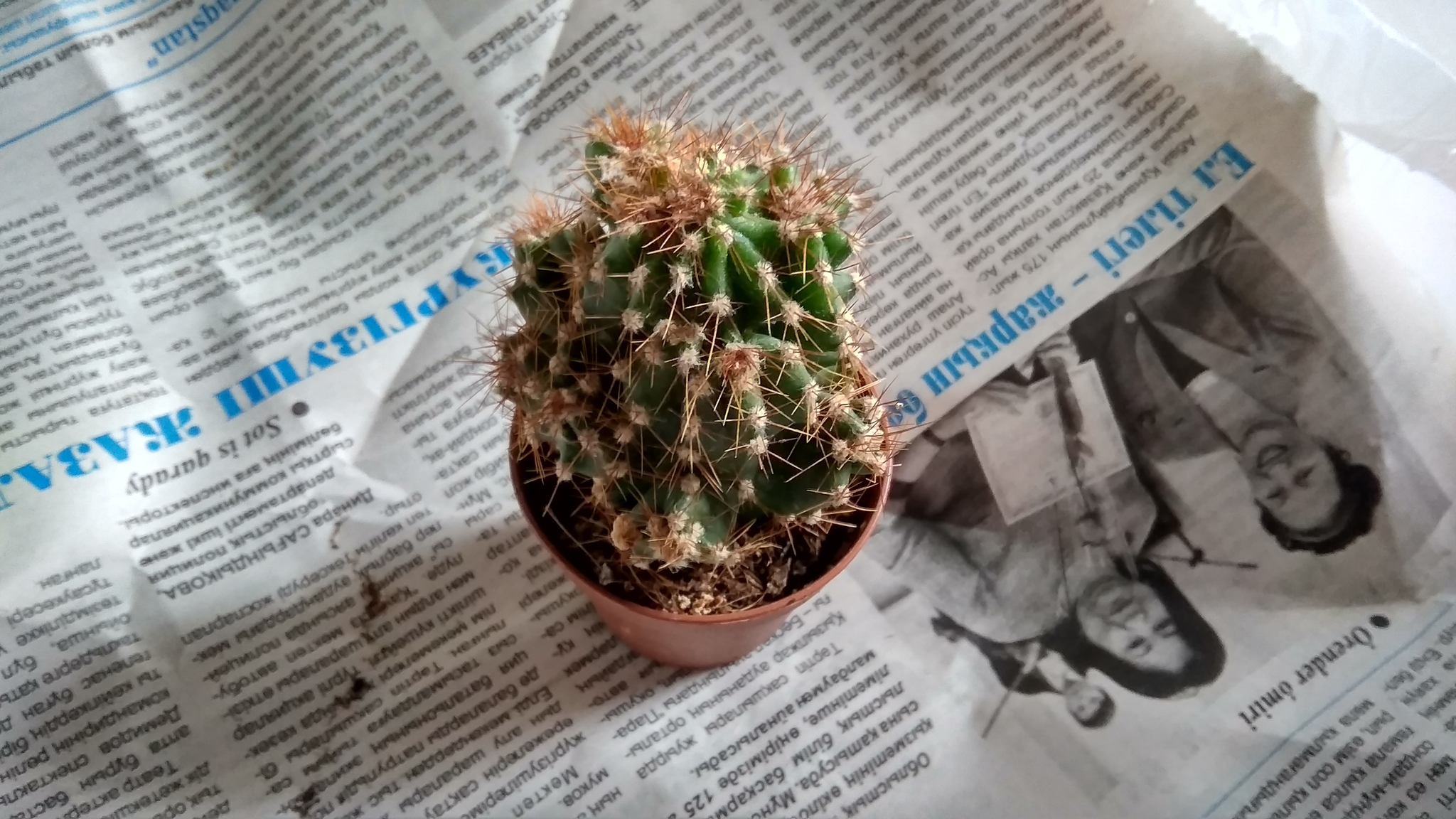 Спасаем Echinopsis Subdenudata | Пикабу