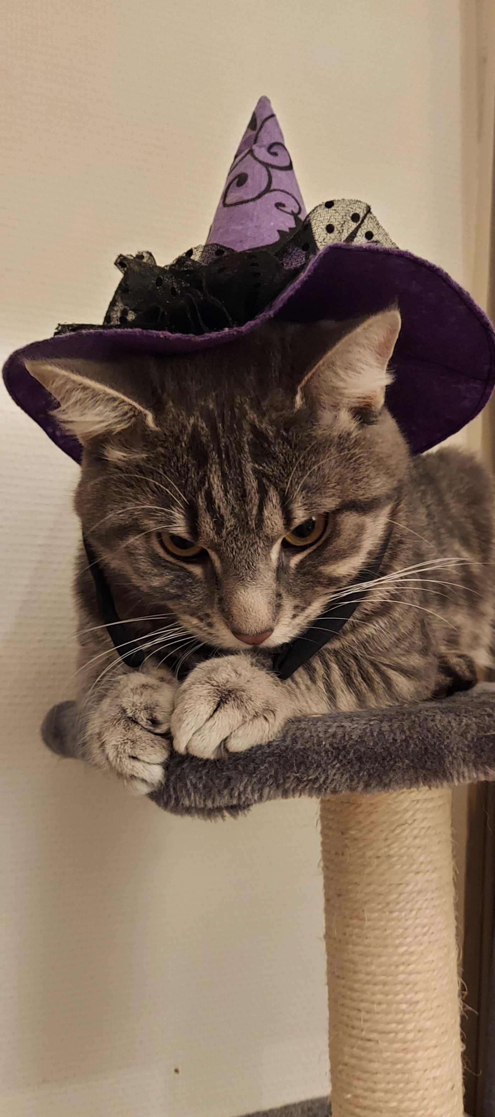 Halloween - cat, Halloween, Hat, Longpost