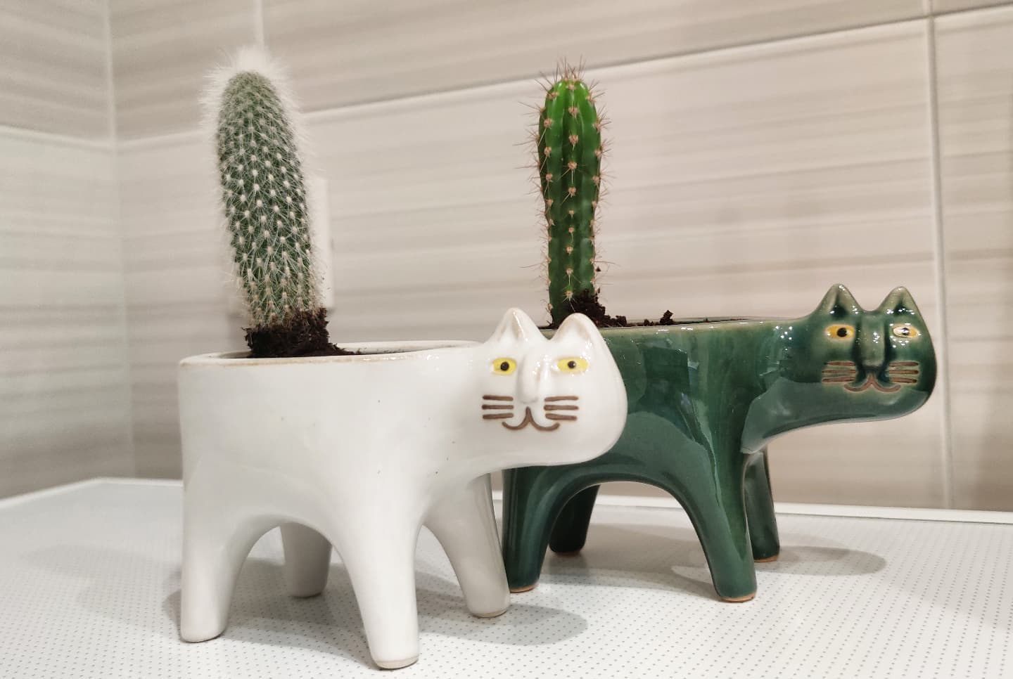 catocactus - cat, Cactus, Decor, Plant pot, Repeat