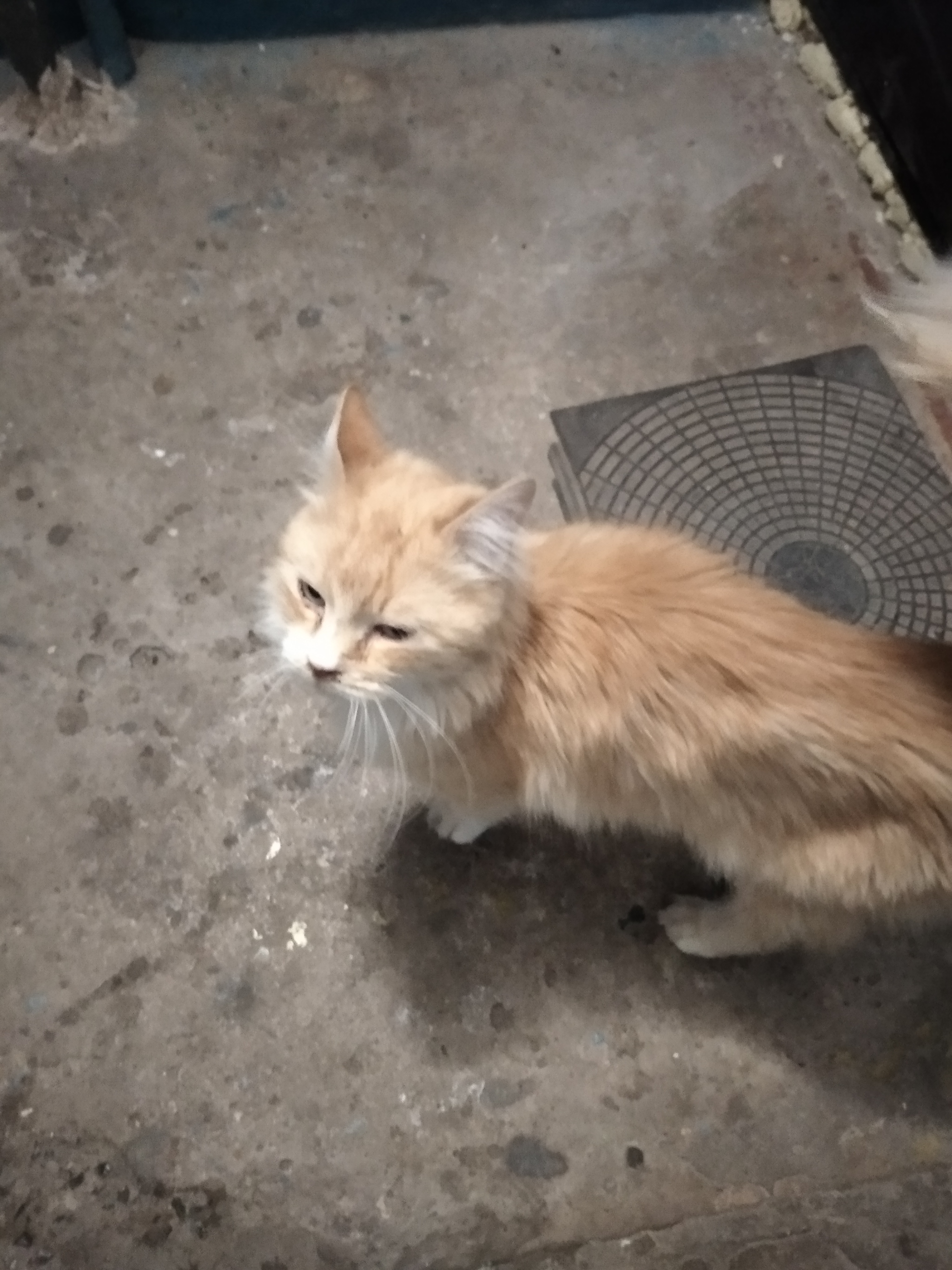 I found a cat yesterday - My, cat, In good hands, Belgorod, Longpost, No rating