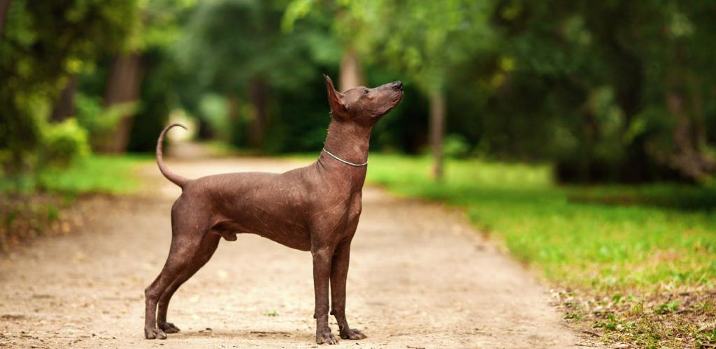 dog of god - Dog, Mexico, The day of the Dead, Central America, Holidays, Pets, Longpost, Xoloitzcuintli