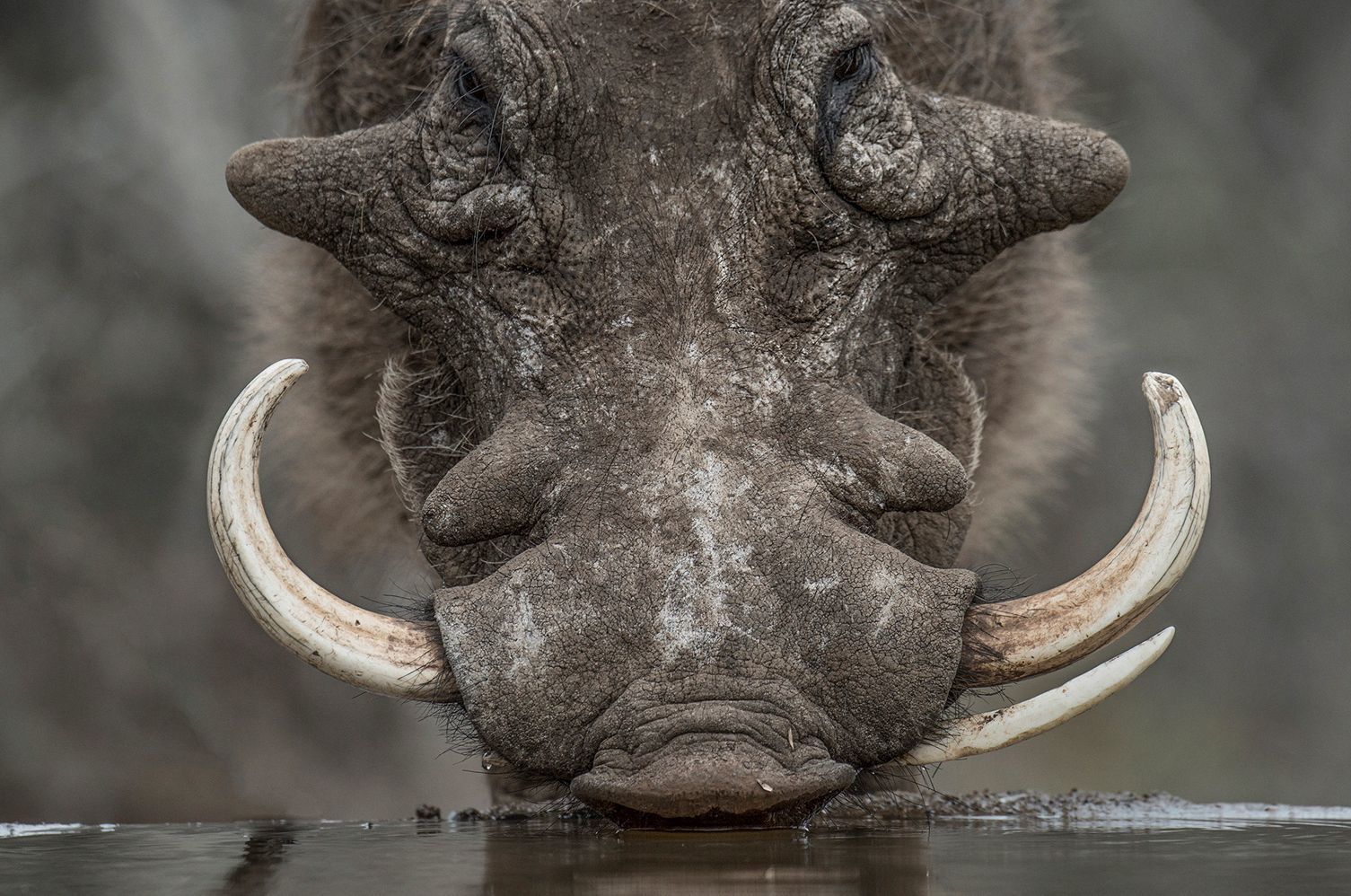 Warthog - Warthog, Wild animals, South Africa, The photo, Rare view, Reserves and sanctuaries, Waterhole