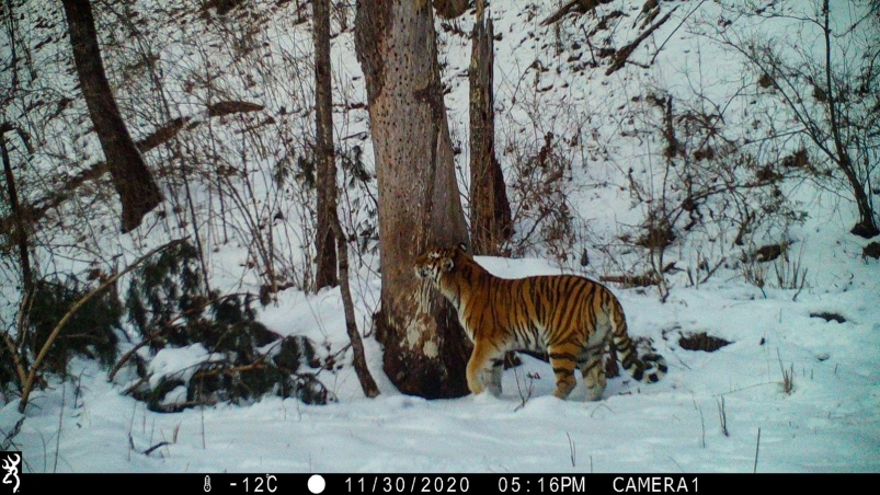 Rare footage of the Ussuri tiger hunting - Tiger, Amur tiger, Big cats, Cat family, Wild animals, Predatory animals, Izyubr, Deer, Artiodactyls, Hunting, Interesting, National park, Дальний Восток, Primorsky Krai, Bikin National Park, Longpost, Phototrap