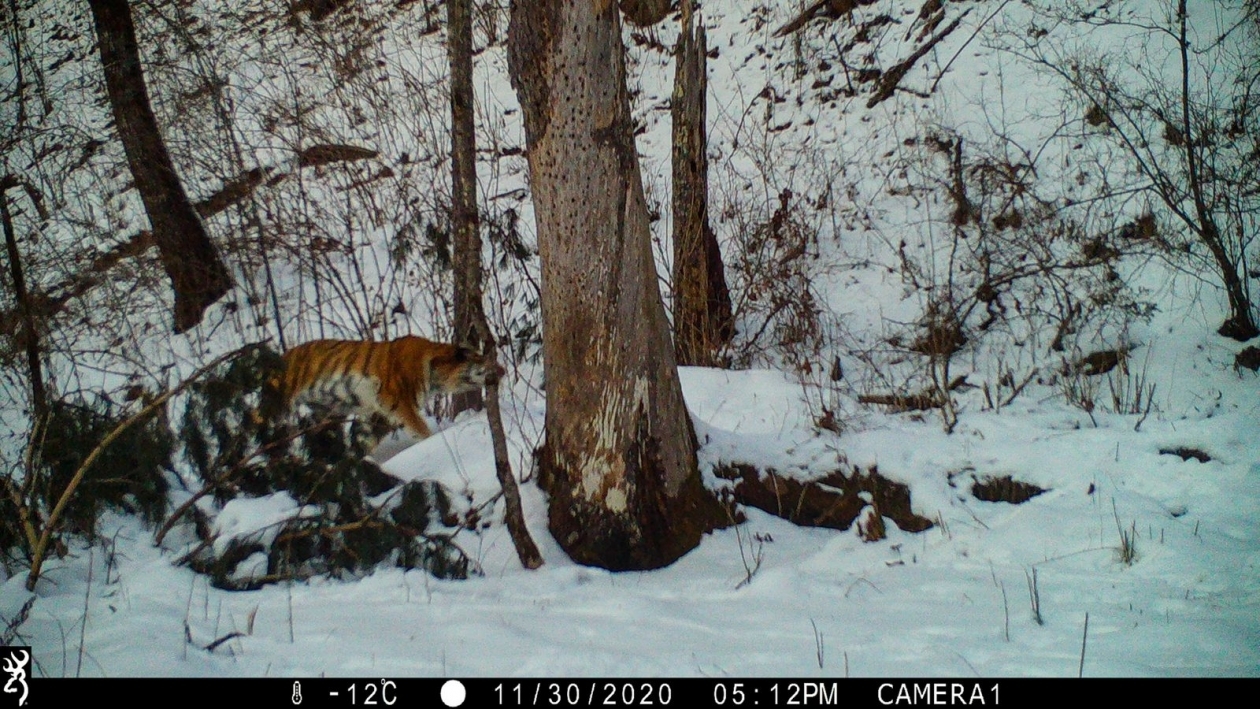 Rare footage of the Ussuri tiger hunting - Tiger, Amur tiger, Big cats, Cat family, Wild animals, Predatory animals, Izyubr, Deer, Artiodactyls, Hunting, Interesting, National park, Дальний Восток, Primorsky Krai, Bikin National Park, Longpost, Phototrap