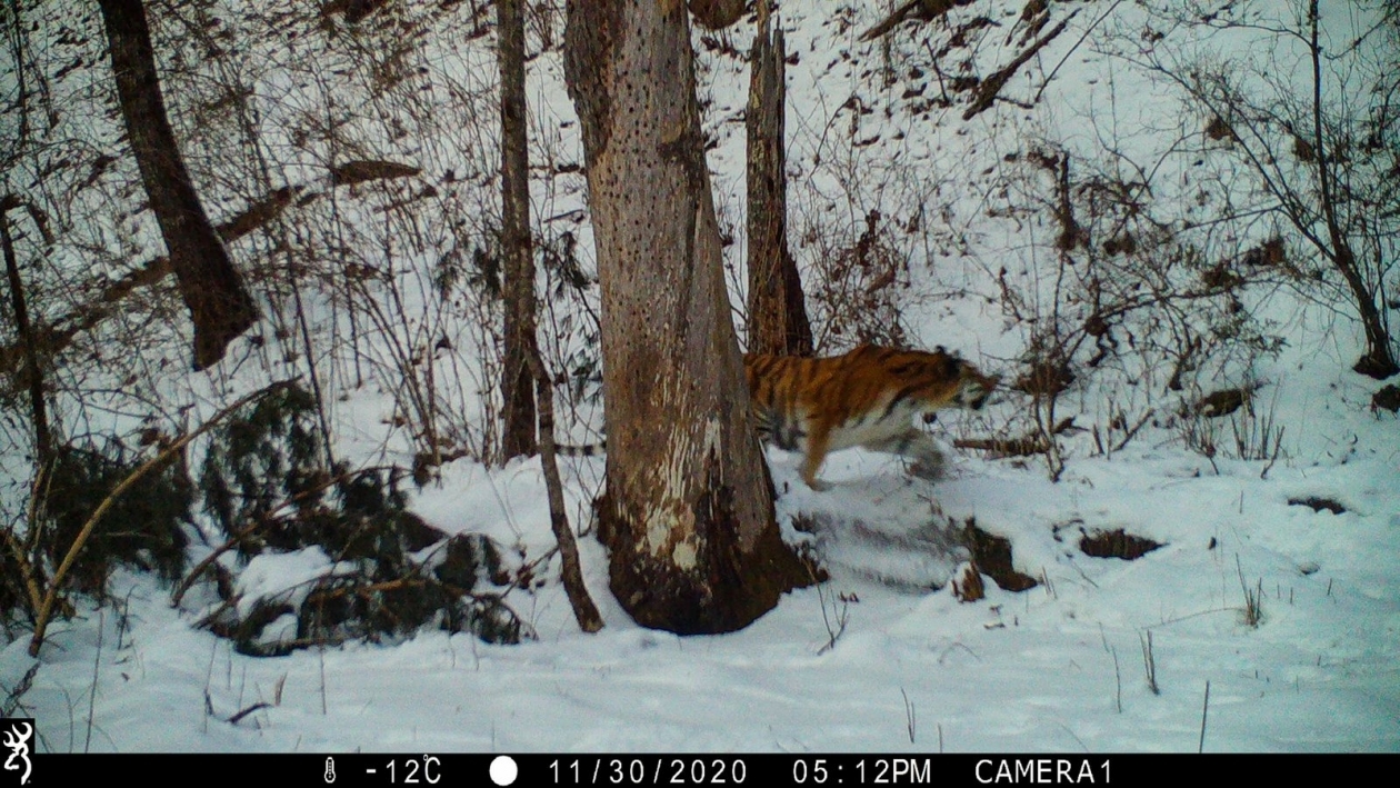 Rare footage of the Ussuri tiger hunting - Tiger, Amur tiger, Big cats, Cat family, Wild animals, Predatory animals, Izyubr, Deer, Artiodactyls, Hunting, Interesting, National park, Дальний Восток, Primorsky Krai, Bikin National Park, Longpost, Phototrap