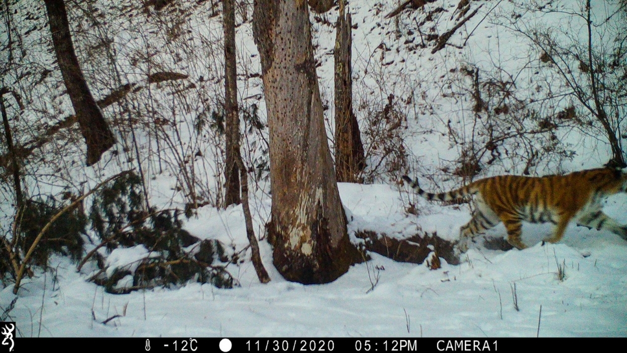 Rare footage of the Ussuri tiger hunting - Tiger, Amur tiger, Big cats, Cat family, Wild animals, Predatory animals, Izyubr, Deer, Artiodactyls, Hunting, Interesting, National park, Дальний Восток, Primorsky Krai, Bikin National Park, Longpost, Phototrap