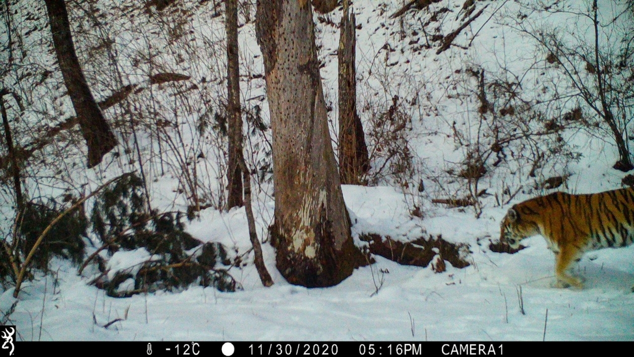 Rare footage of the Ussuri tiger hunting - Tiger, Amur tiger, Big cats, Cat family, Wild animals, Predatory animals, Izyubr, Deer, Artiodactyls, Hunting, Interesting, National park, Дальний Восток, Primorsky Krai, Bikin National Park, Longpost, Phototrap