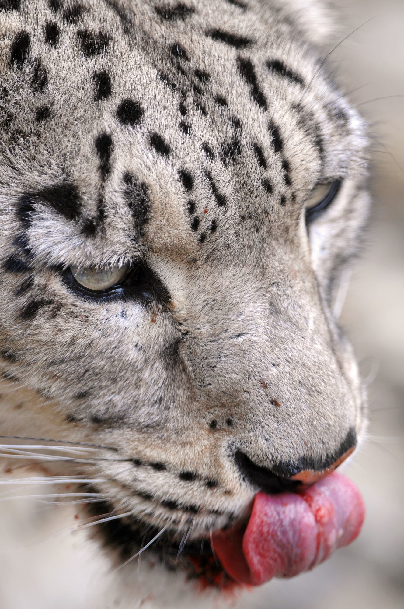 Female snow leopard Jamila - Snow Leopard, Big cats, Cat family, Predatory animals, Wild animals, Zoo, The photo, Longpost, Rare view