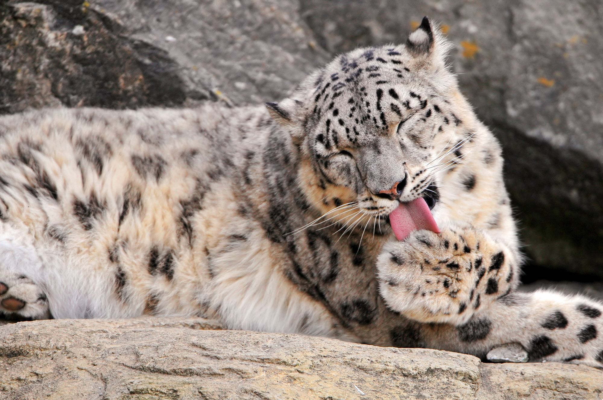 Female snow leopard Jamila - Snow Leopard, Big cats, Cat family, Predatory animals, Wild animals, Zoo, The photo, Longpost, Rare view