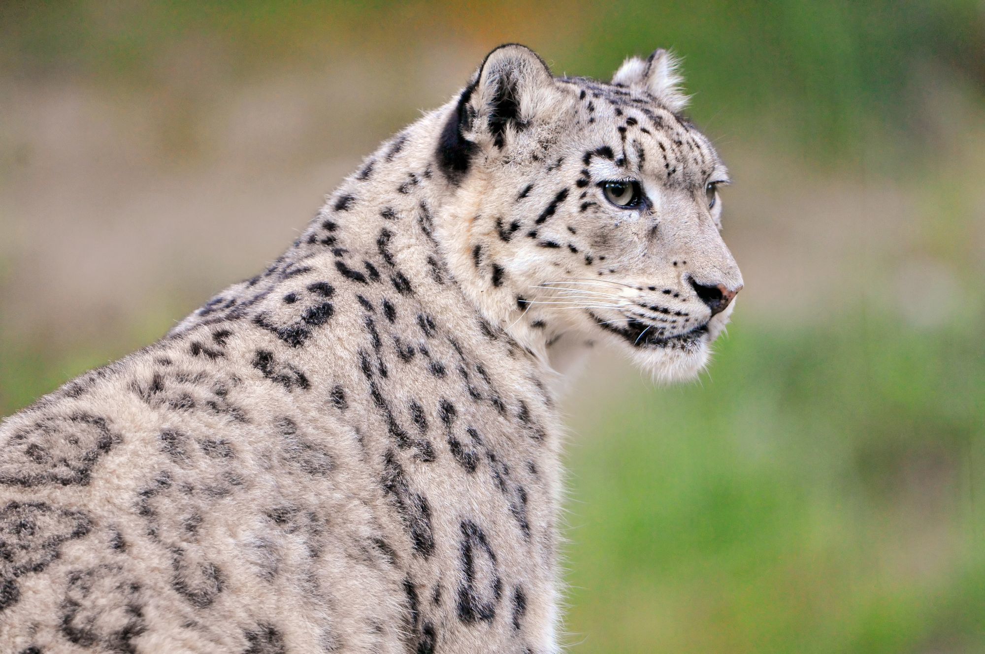 Female snow leopard Jamila - Snow Leopard, Big cats, Cat family, Predatory animals, Wild animals, Zoo, The photo, Longpost, Rare view