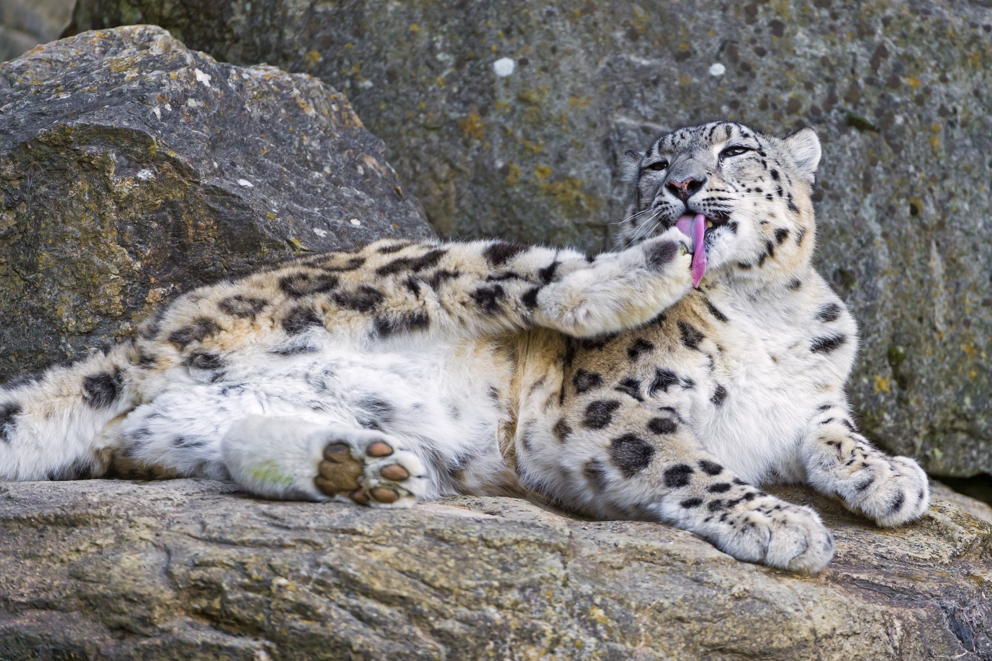 Female snow leopard Jamila - Snow Leopard, Big cats, Cat family, Predatory animals, Wild animals, Zoo, The photo, Longpost, Rare view