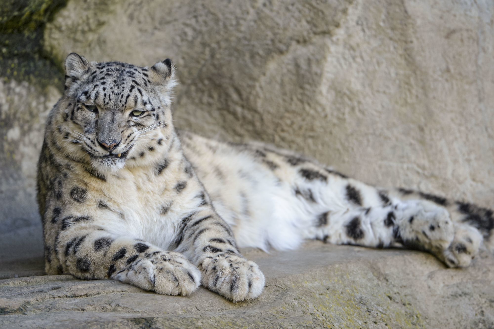 Female snow leopard Jamila - Snow Leopard, Big cats, Cat family, Predatory animals, Wild animals, Zoo, The photo, Longpost, Rare view