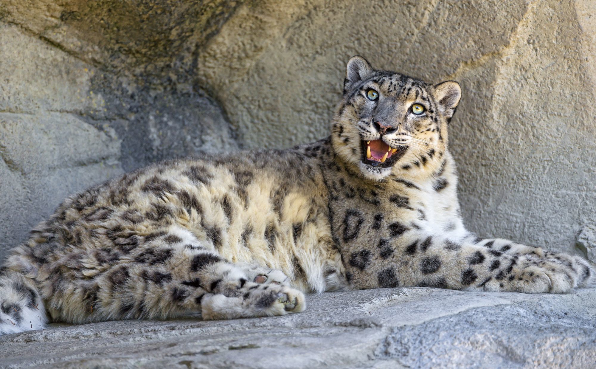 Female snow leopard Jamila - Snow Leopard, Big cats, Cat family, Predatory animals, Wild animals, Zoo, The photo, Longpost, Rare view