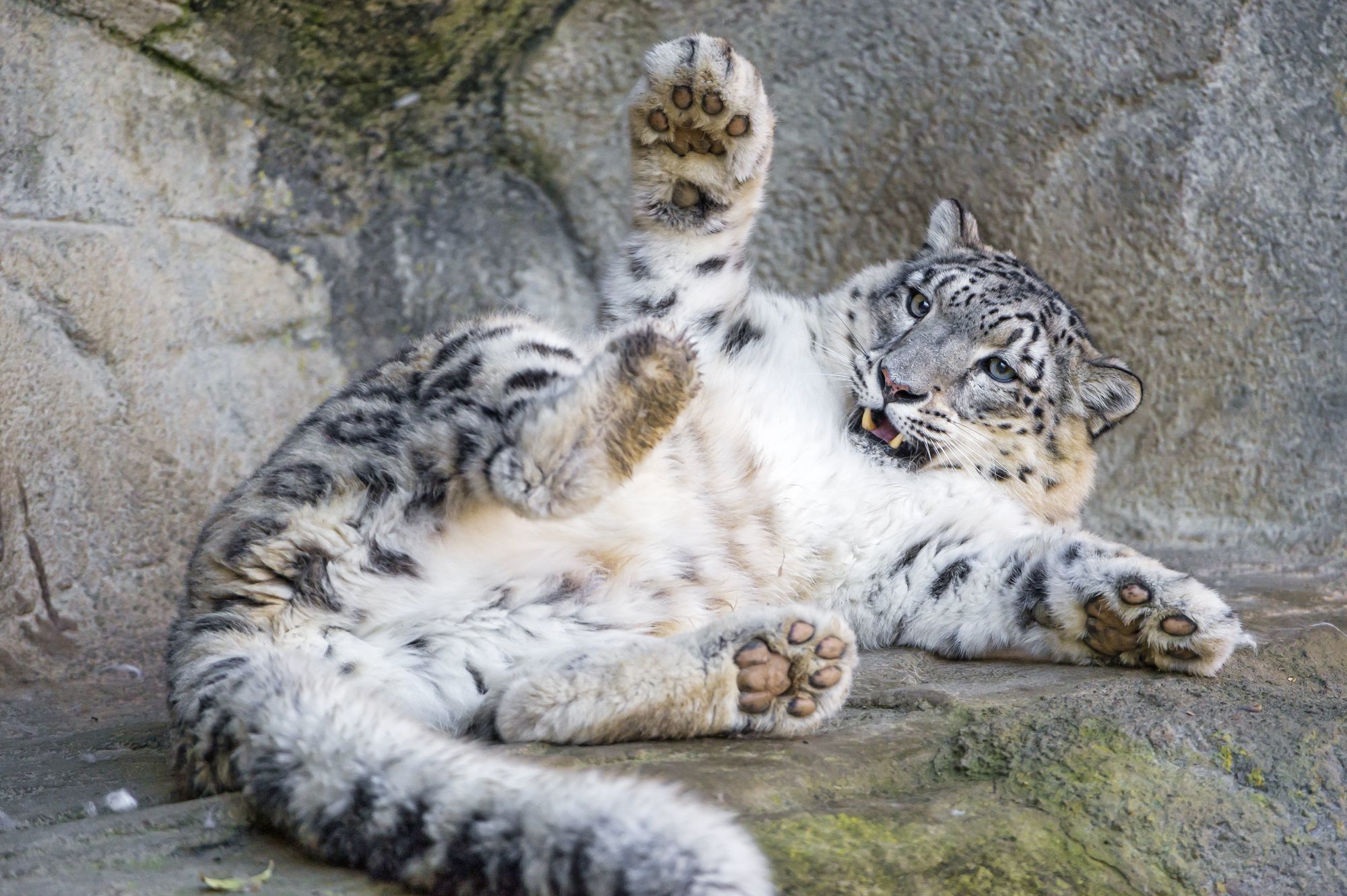 Female snow leopard Jamila - Snow Leopard, Big cats, Cat family, Predatory animals, Wild animals, Zoo, The photo, Longpost, Rare view