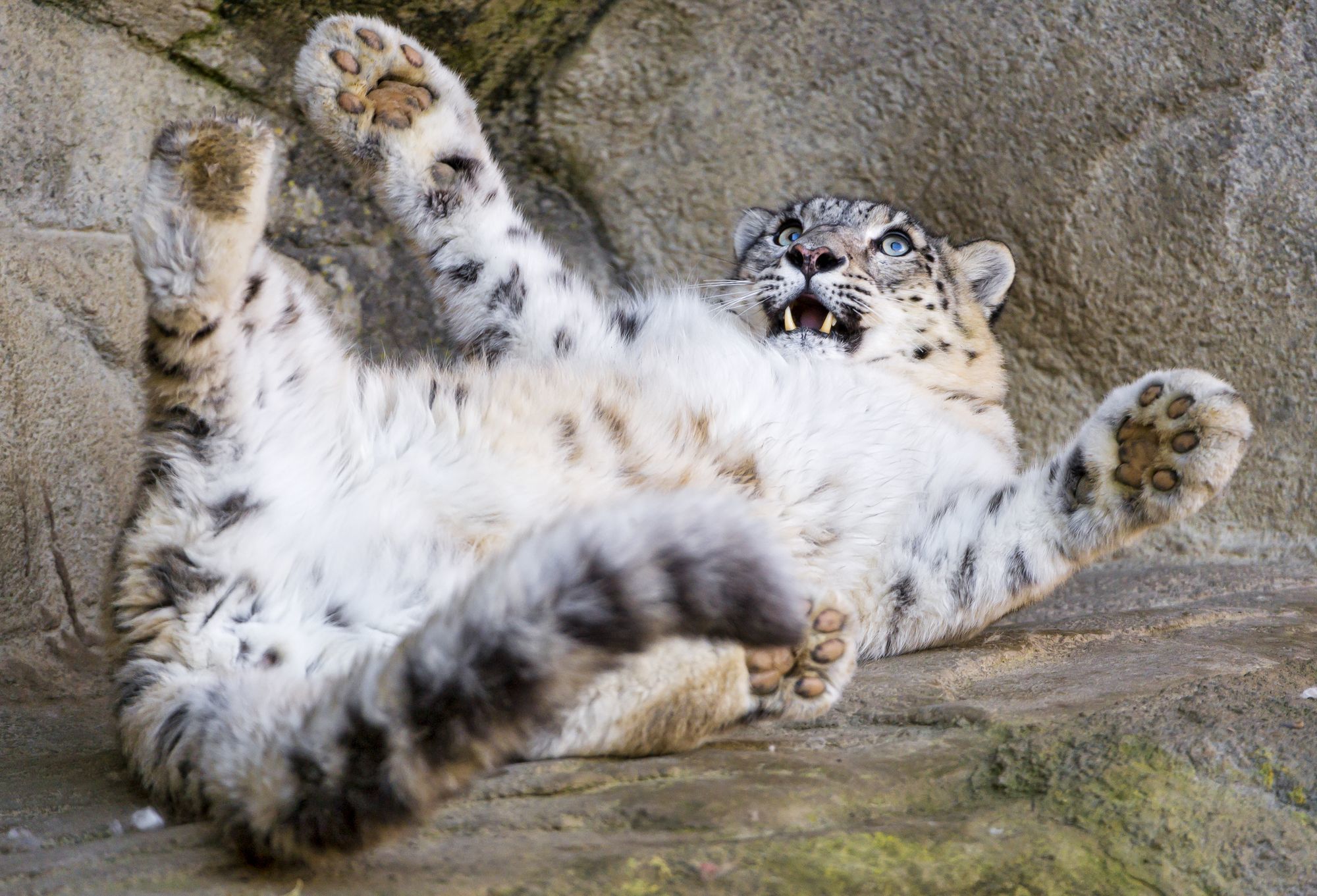 Female snow leopard Jamila - Snow Leopard, Big cats, Cat family, Predatory animals, Wild animals, Zoo, The photo, Longpost, Rare view