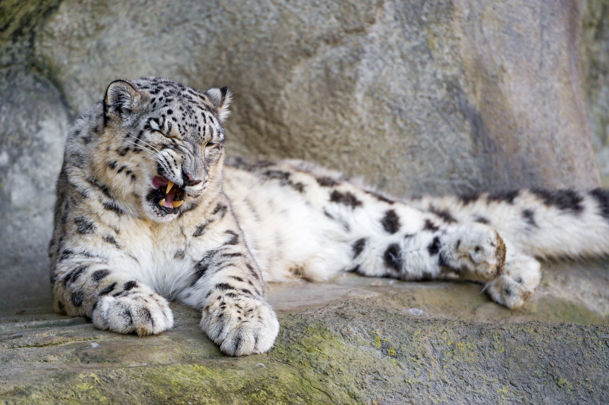 Female snow leopard Jamila - Snow Leopard, Big cats, Cat family, Predatory animals, Wild animals, Zoo, The photo, Longpost, Rare view