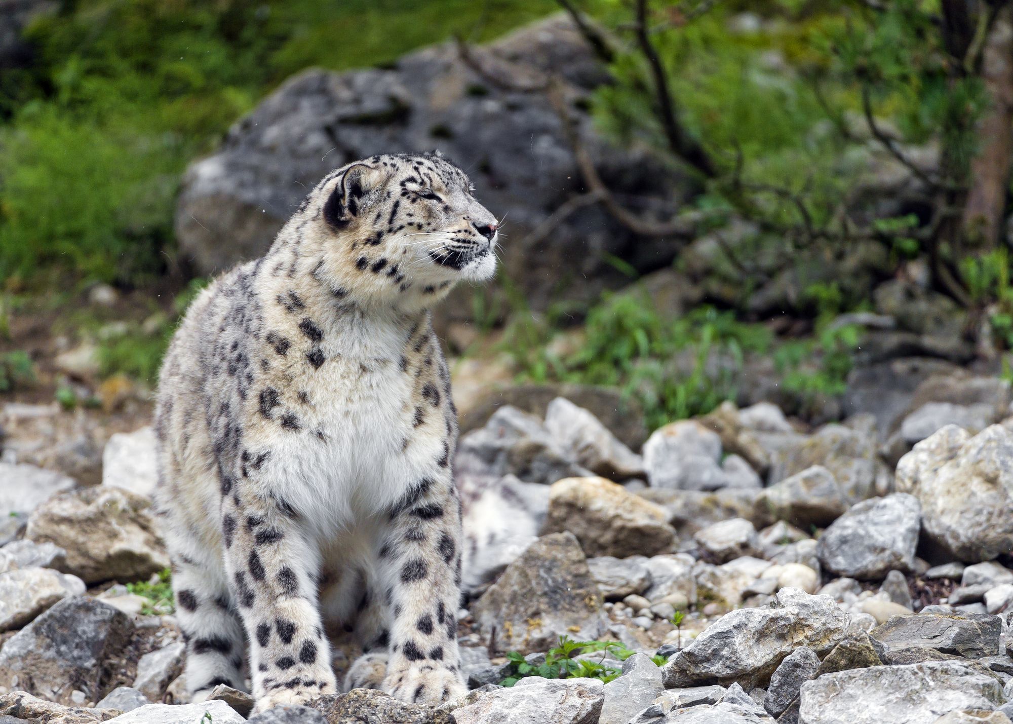 Female snow leopard Jamila - Snow Leopard, Big cats, Cat family, Predatory animals, Wild animals, Zoo, The photo, Longpost, Rare view