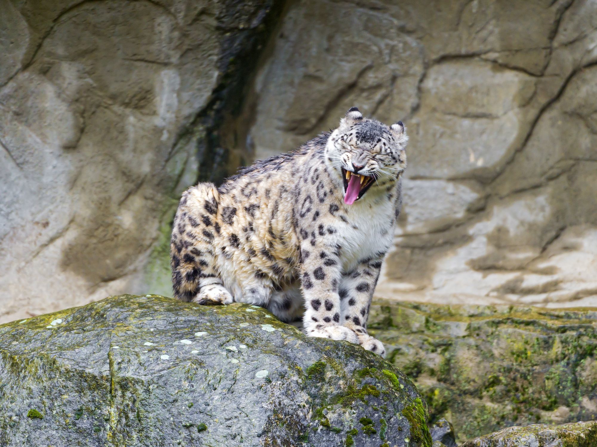 Female snow leopard Jamila - Snow Leopard, Big cats, Cat family, Predatory animals, Wild animals, Zoo, The photo, Longpost, Rare view