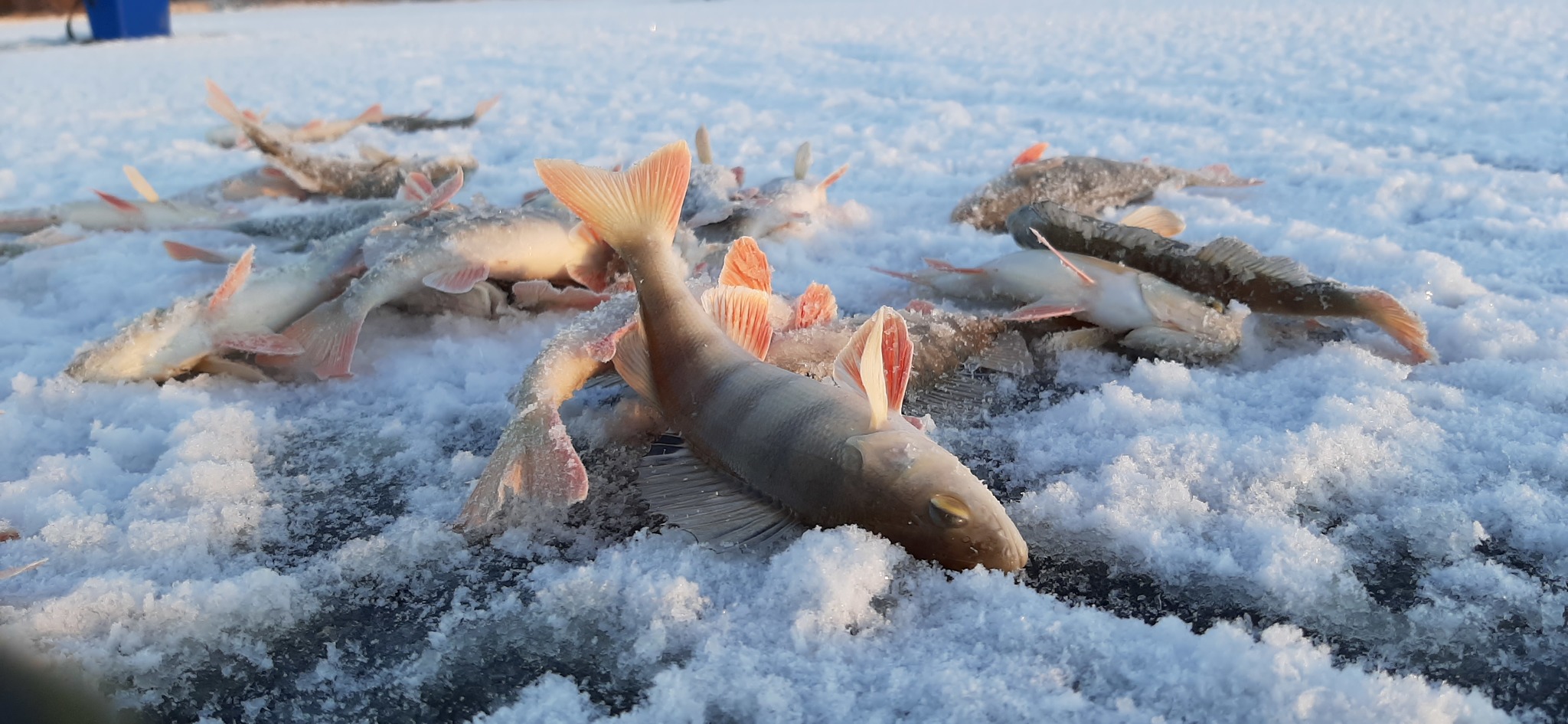 Winter is coming, or the opening of the ice fishing season 2021-2022 - My, Ice, Fishing, Far North, Nenets Autonomous Okrug, Nature, The nature of Russia, Longpost, Mobile photography