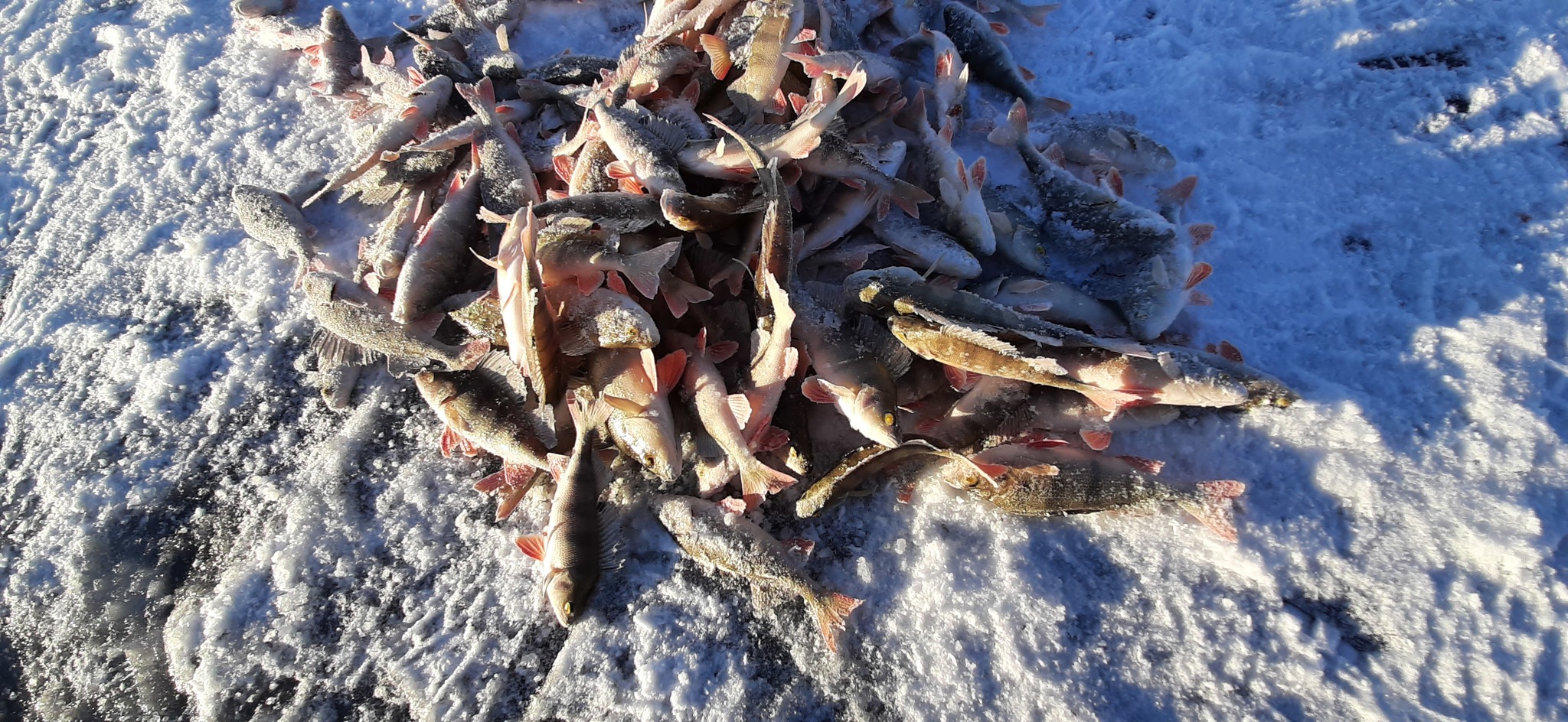 Winter is coming, or the opening of the ice fishing season 2021-2022 - My, Ice, Fishing, Far North, Nenets Autonomous Okrug, Nature, The nature of Russia, Longpost, Mobile photography