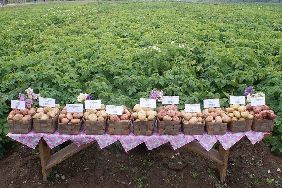 Black, crimson, red - My, Murmansk region, Kola Peninsula, Potato, Food, Garden, Dacha, Harvest, Apatity, Botany, Storage, Vegetables, Longpost