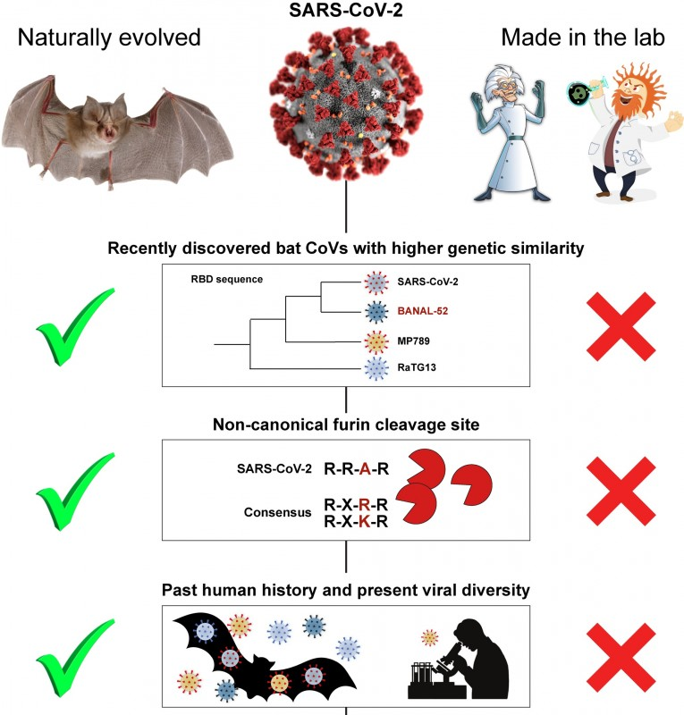 The laboratory origin of the coronavirus is canceled again - Coronavirus, Alexander Panchin, Longpost