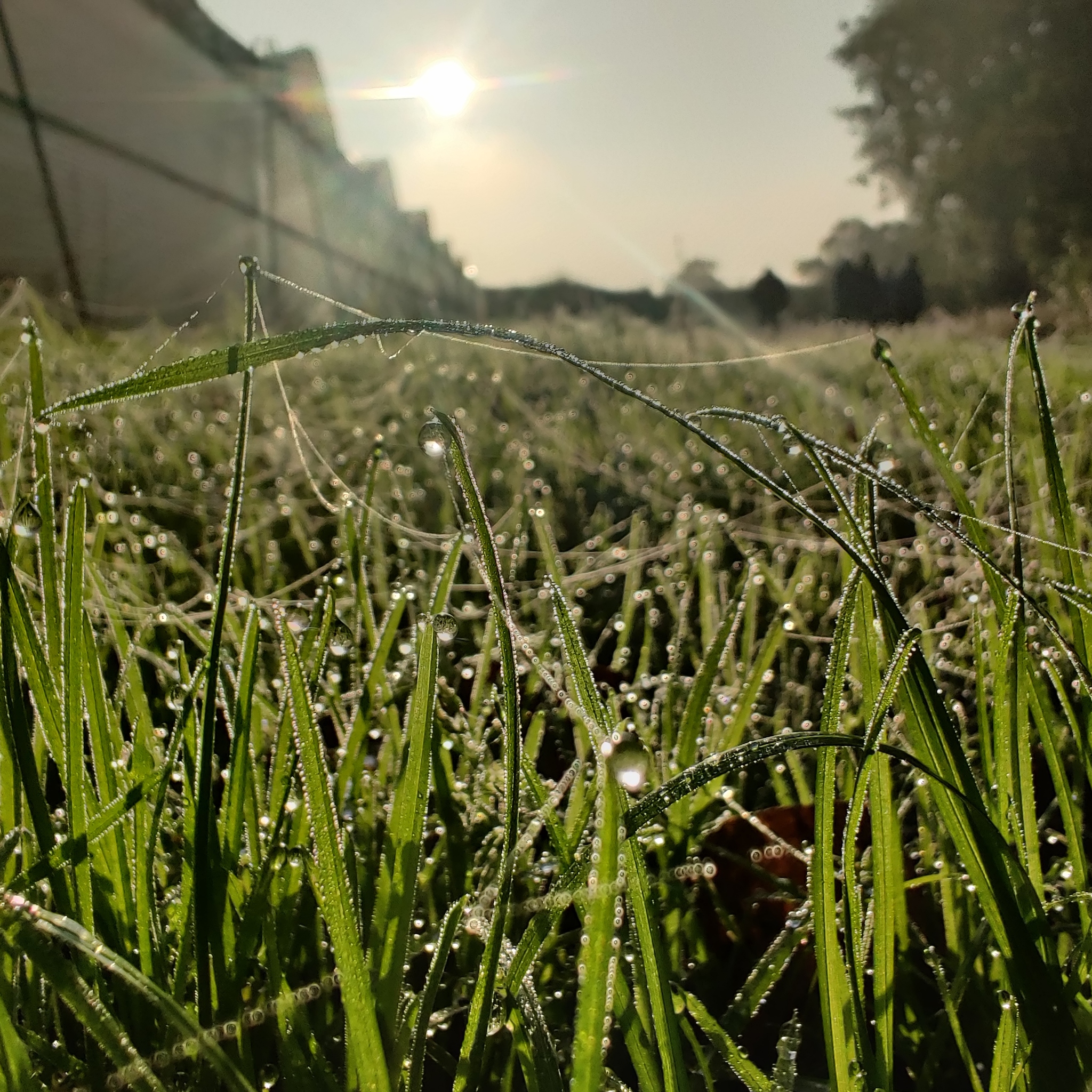 Morning dew - My, Nature, Web, dawn