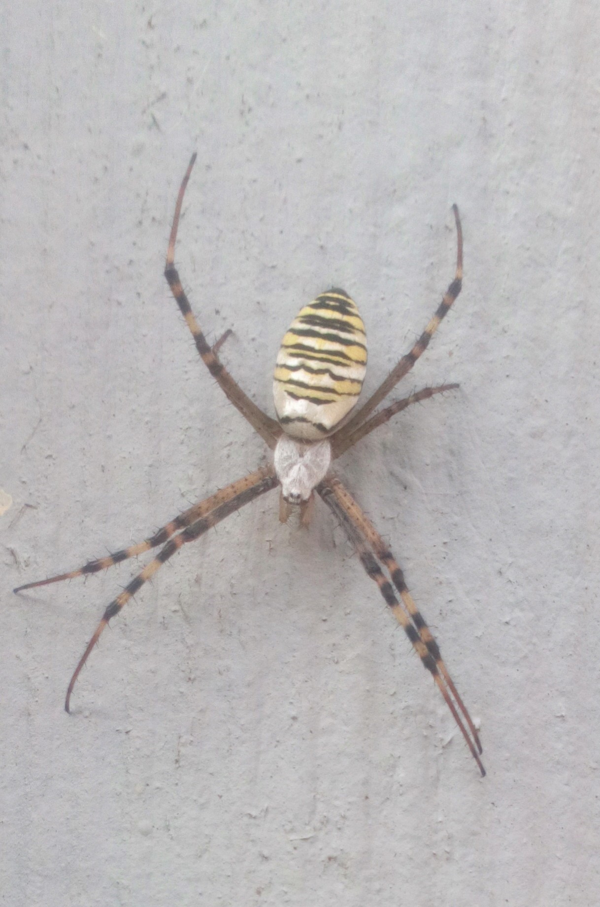 Argiope bruennichi - My, Spider, Argiope Brunnich, Mat, Longpost