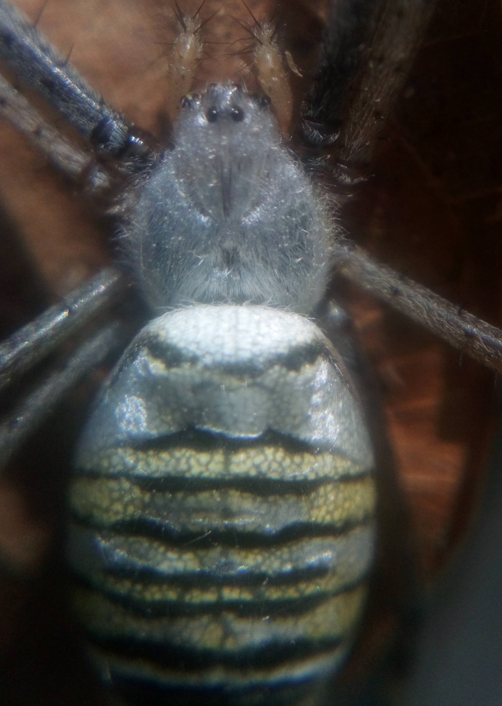 Argiope bruennichi - My, Spider, Argiope Brunnich, Mat, Longpost